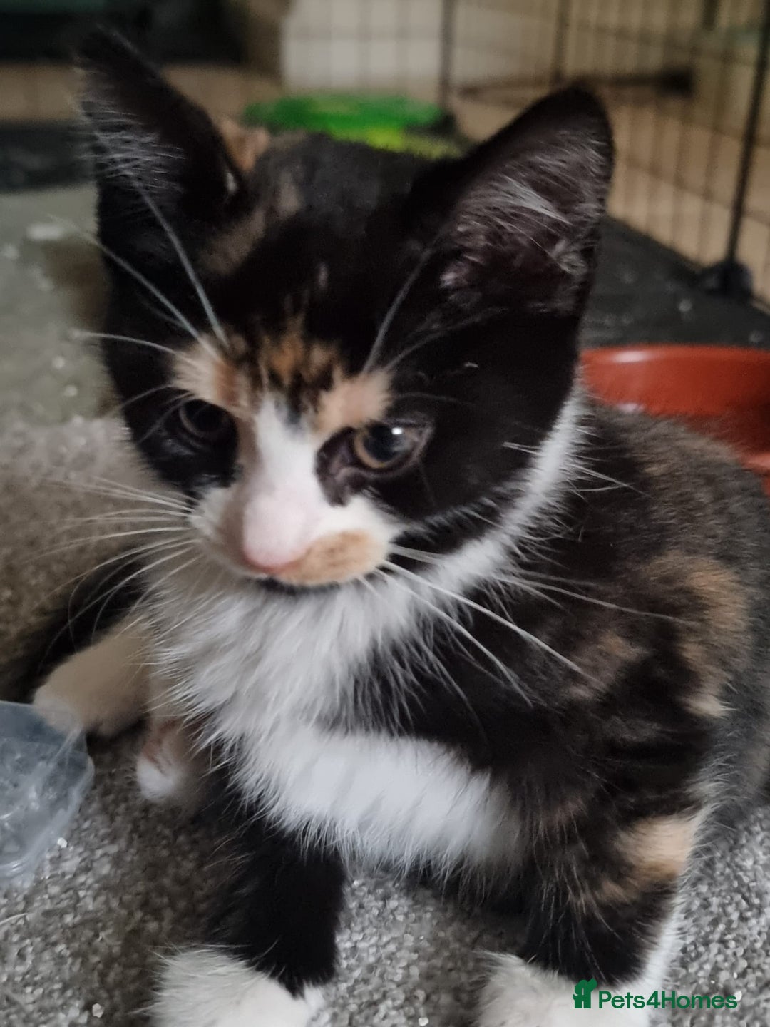 Mixed Breed cats for sale: Ginger tuxedo kittens  - Advert 19
