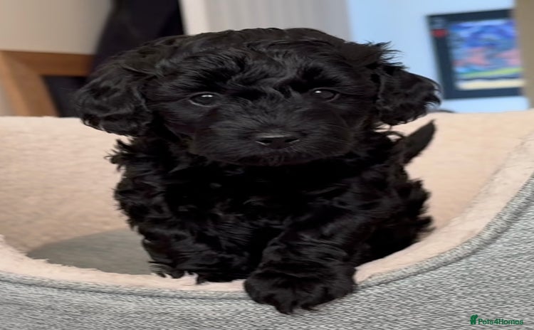 Schnoodle dogs - Advert 1