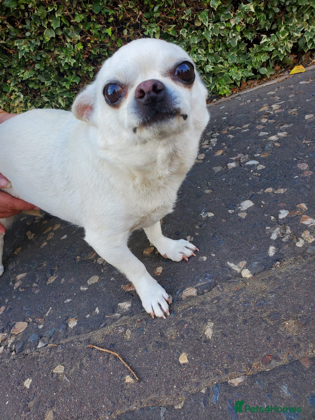 Chihuahua dogs for sale: Pedigree Chihuahua. 7 Years old & Vaccinated - Advert 2