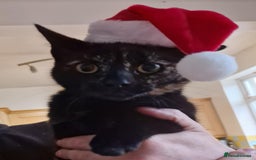 Domestic Shorthair cats for sale: Female Tortoise Shell Cat - Image 6