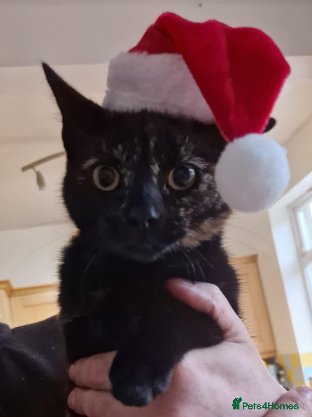 Domestic Shorthair cats for sale: Female Tortoise Shell Cat - Image 6