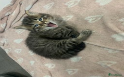 Domestic Shorthair cats for sale: 2 male kittens  - Image 1