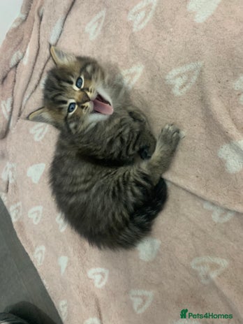 Domestic Shorthair cats - Advert 9