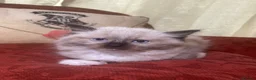 Mixed Breed cats for sale: Ragdoll and Thai kittens - Advert 13