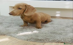 Miniature Dachshund dogs for sale: Miniature dachshunds - Image 6