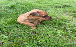 Mixed Breed dogs for sale: Jack russel x Lakeland puppy’s  - Image 2