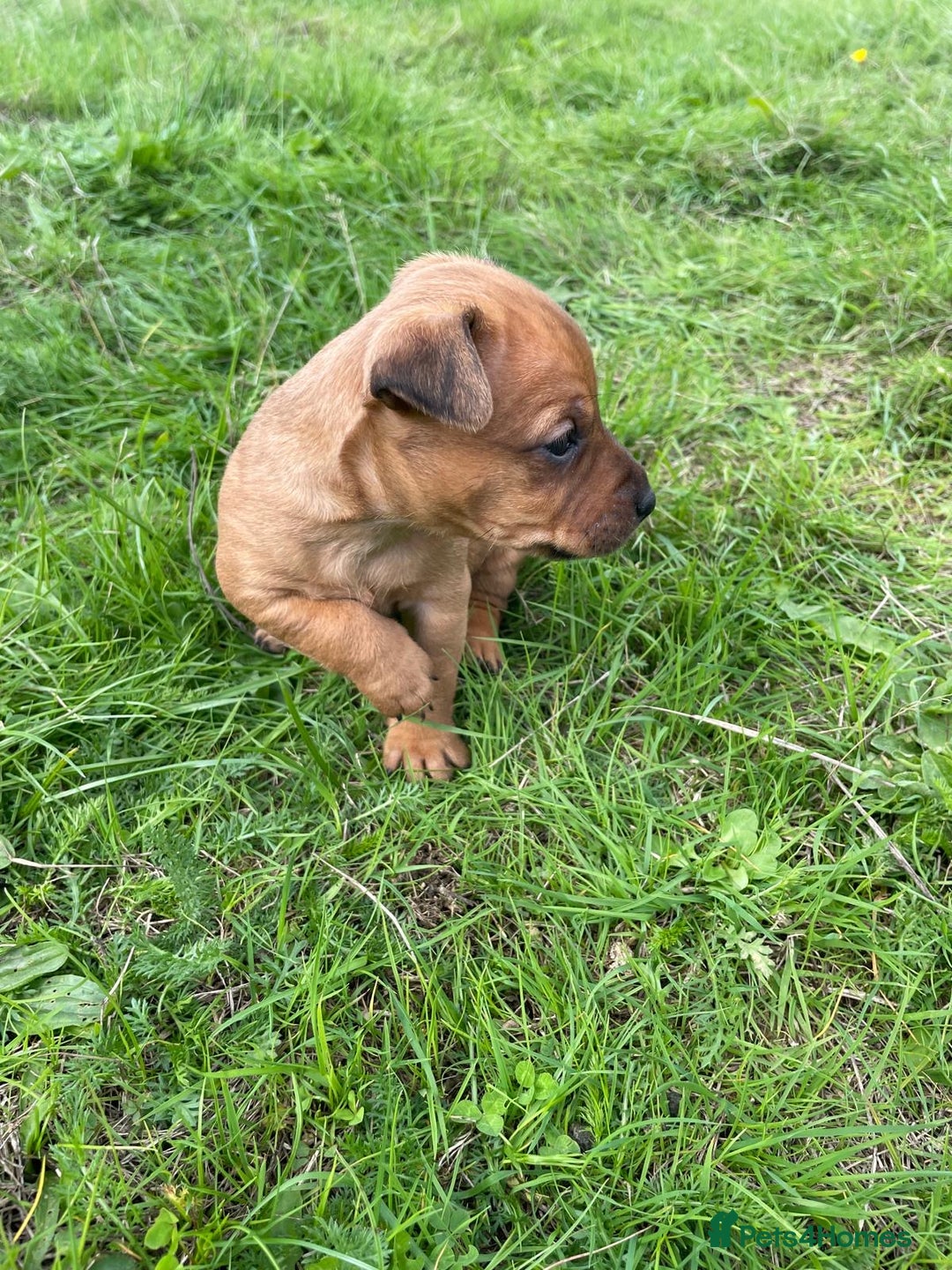 Mixed Breed dogs for sale: Jack russel x Lakeland puppy’s  - Image 2