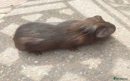 Guinea Pig rodents for sale: Baby guinea pigs - Image 2