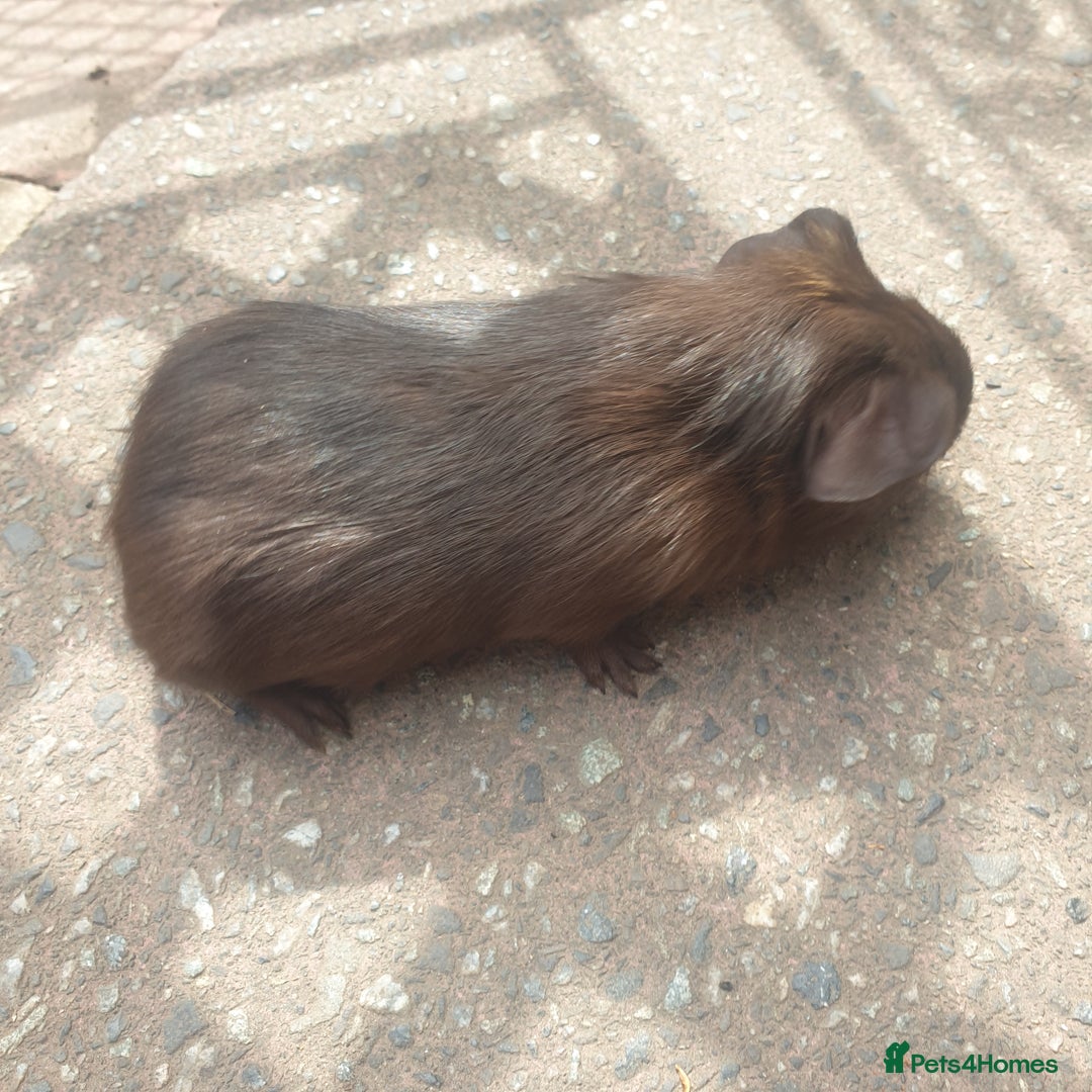 Guinea Pig rodents for sale: Baby guinea pigs - Image 2