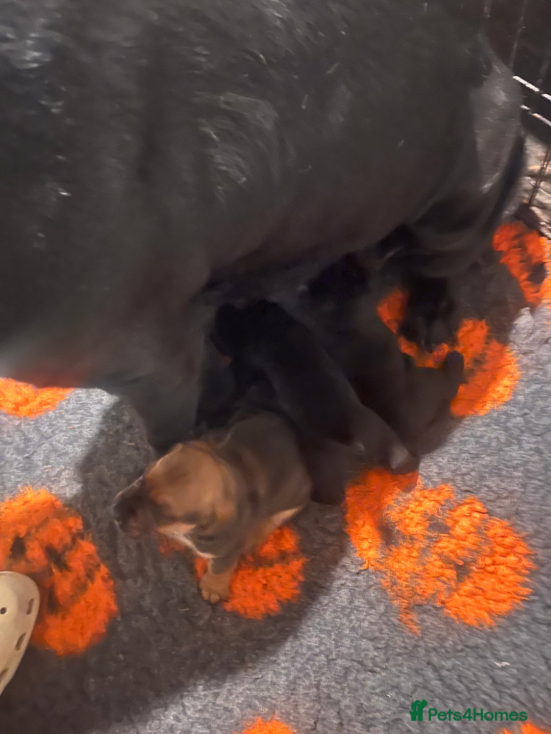 Cane Corso dogs for sale: Stunning Full Pedigree Cane Corso Puppies 🏆  - Advert 18