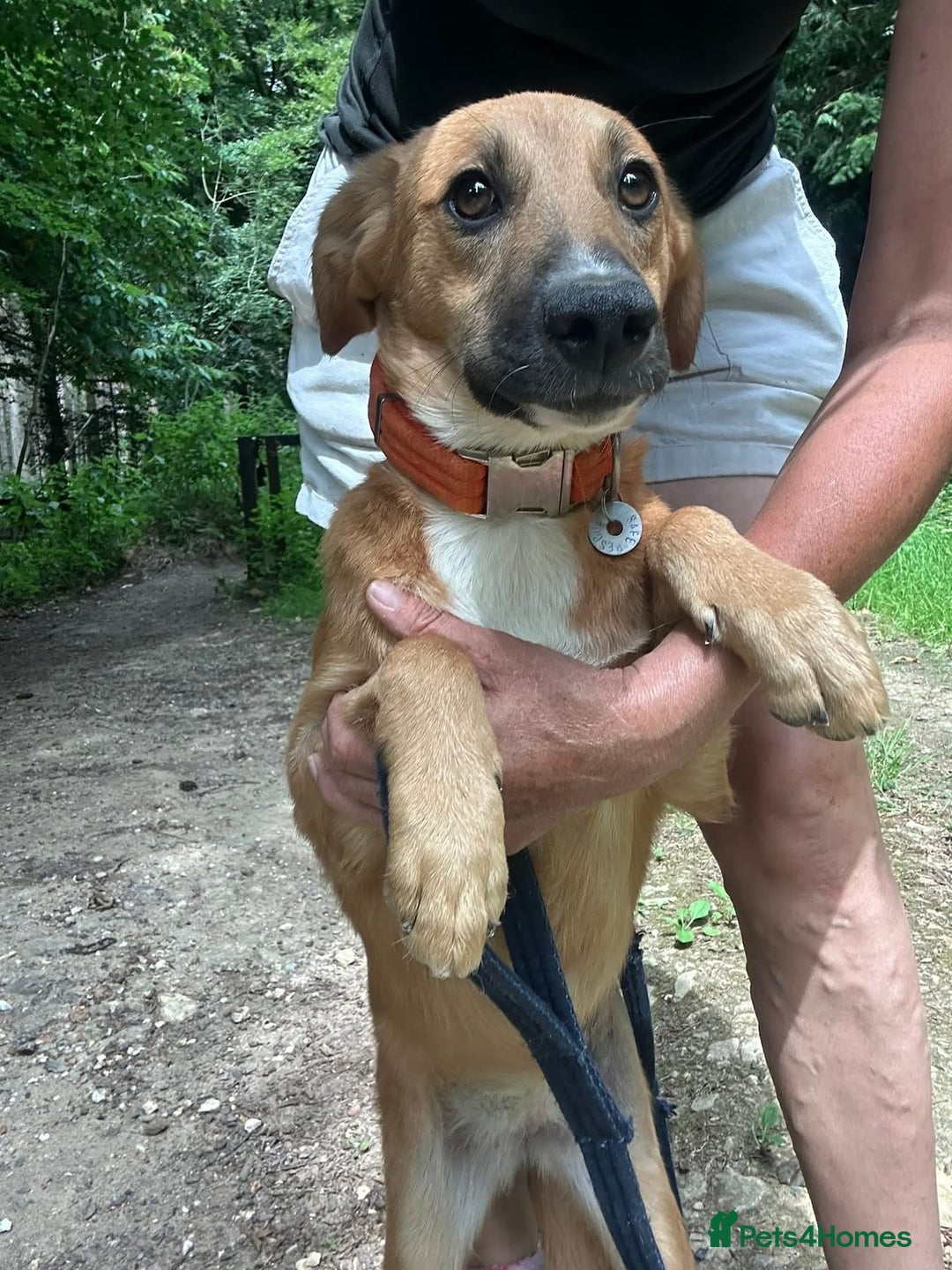 Mixed Breed dogs for adoption: Laska - Norwich Norfolk  - Image 4