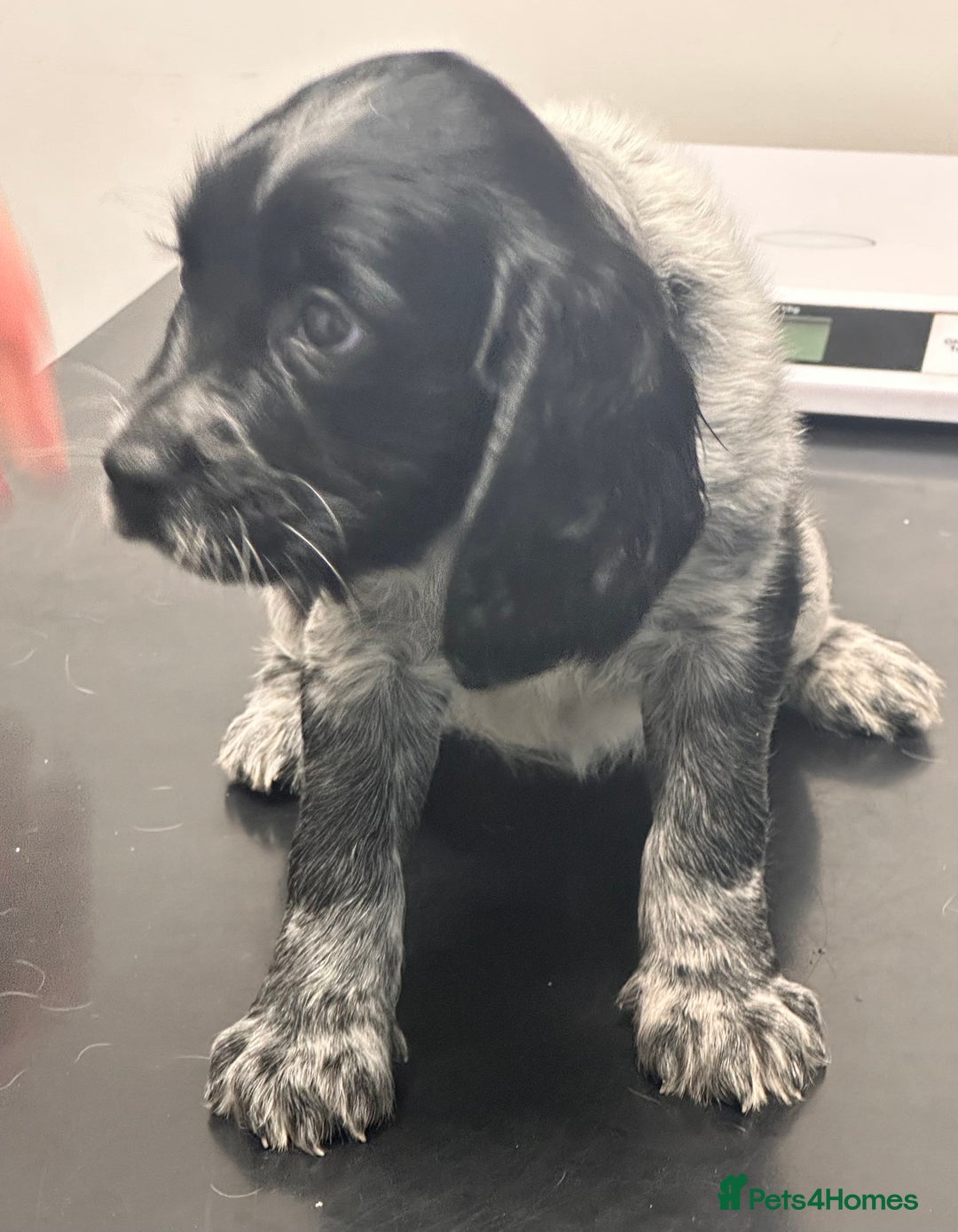 English Springer Spaniel dogs for sale: 2 springer spaniel puppies for sale  in Preston - Image 32