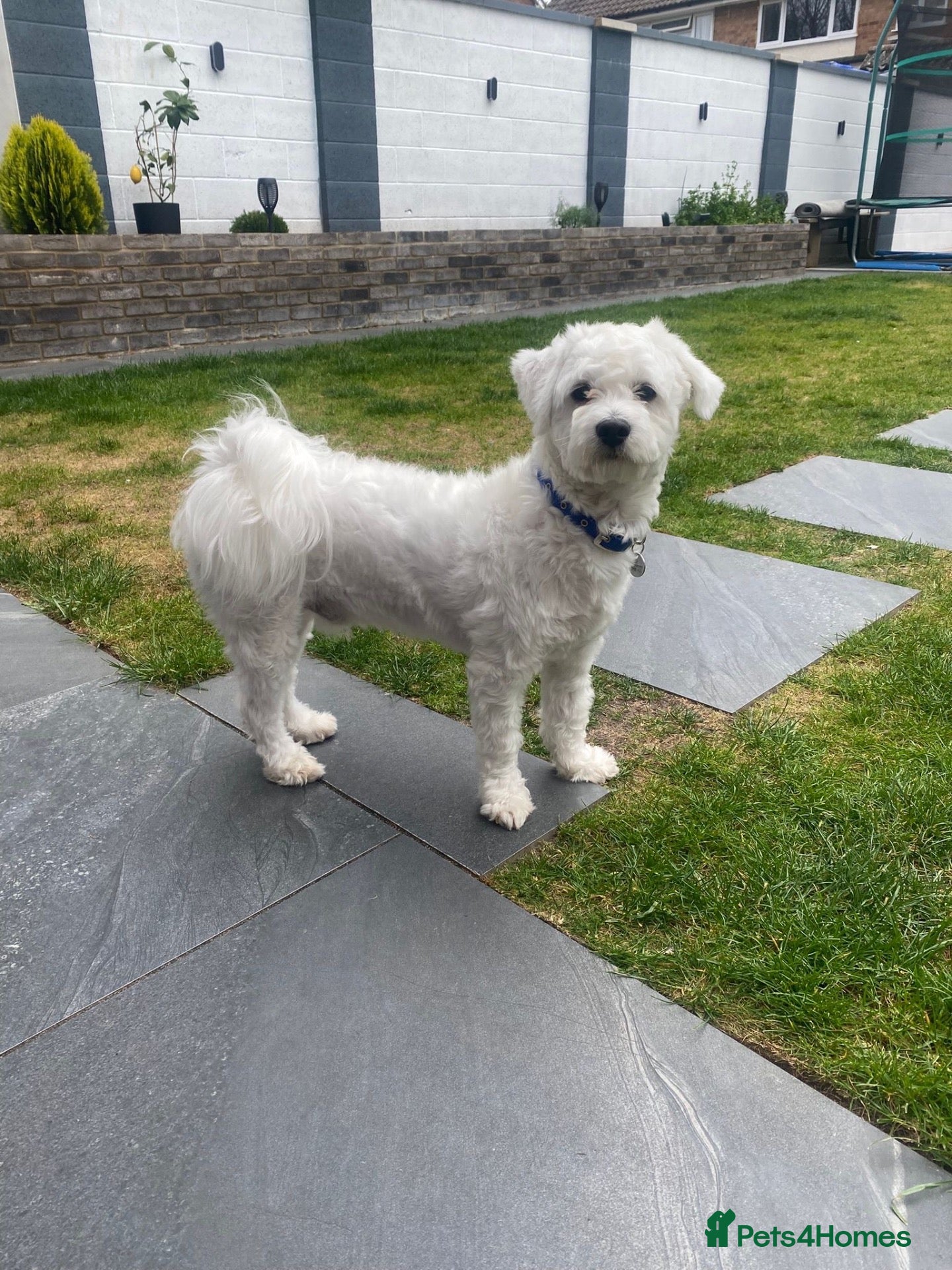 Bichon Frise dogs for sale: Bichon Maltese  - Advert 3