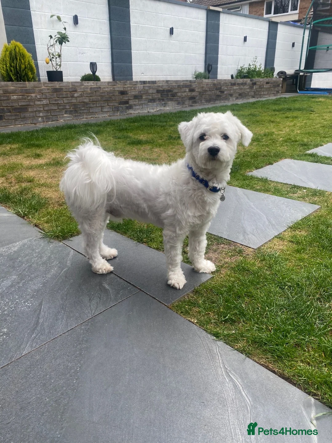 Bichon Frise dogs for sale: Bichon Maltese  - Advert 1