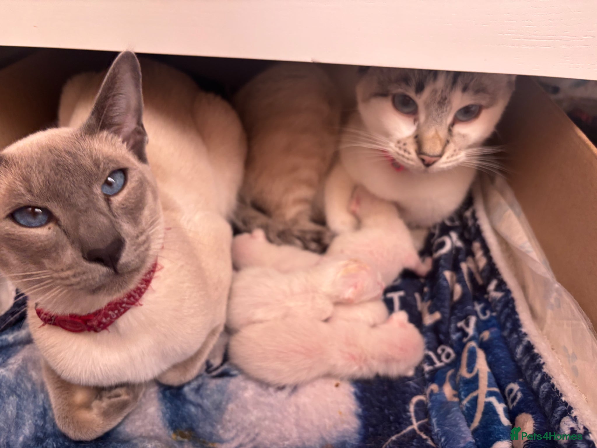 Siamese cats Siamese–Oriental mix - Advert 1
