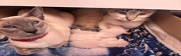 Siamese cats for sale: Siamese–Oriental mix - Advert 1