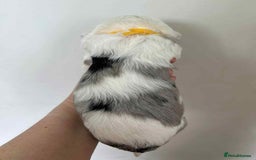 Sheepadoodle dogs for sale: unique sheepadoodles due - Image 16