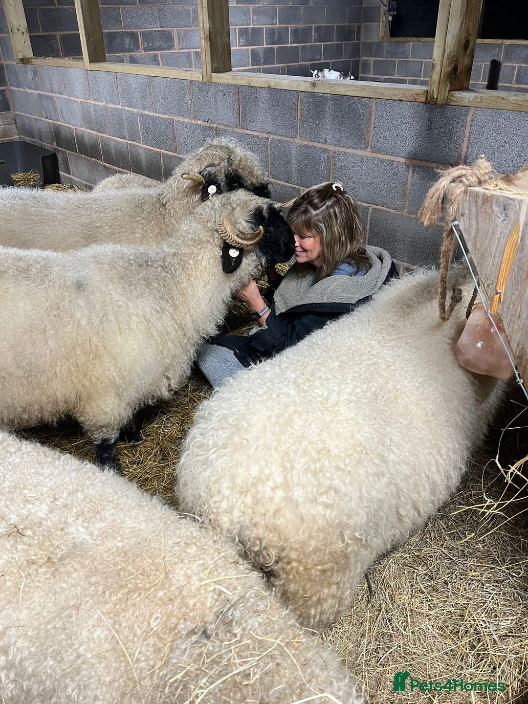 Sheep livestock for sale: Pedigree registered Valais Blacknose ewes - Advert 14