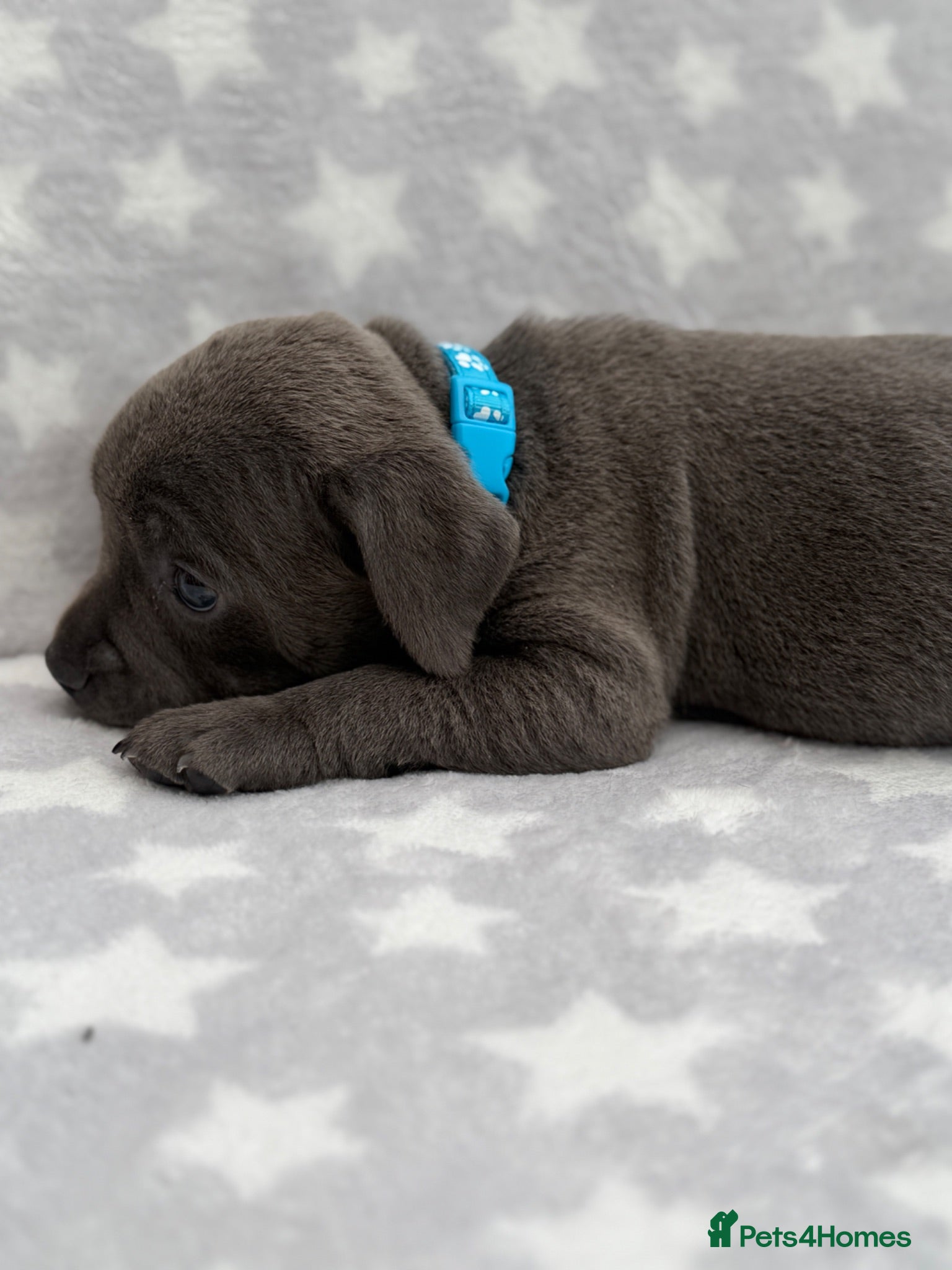 Staffordshire Bull Terrier dogs Kc blue staffordshire bullterrier puppies - Advert 2
