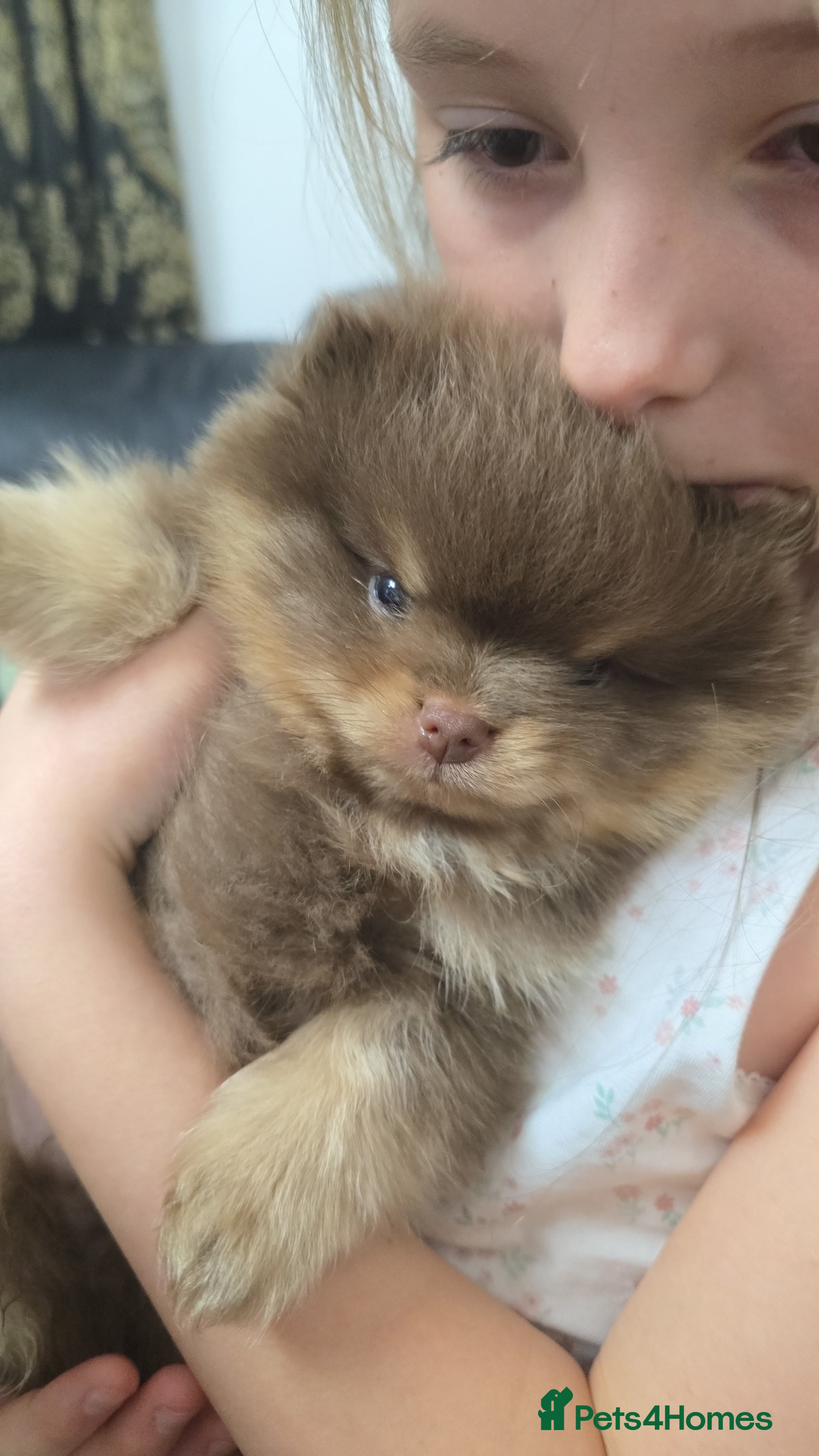 Pomeranian dogs Pomeranian puppies 1 boy available - Advert 11