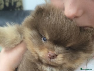 Pomeranian dogs Pomeranian puppies 1 boy available - Advert 9