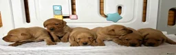 Labrador Retriever dogs for sale: 6 BEAUTIFUL FOX RED KC LABS, HEALTH TESTED PARENTS - Advert 5