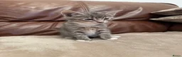 Mixed Breed cats for sale: Beautiful kittens  - Advert 6