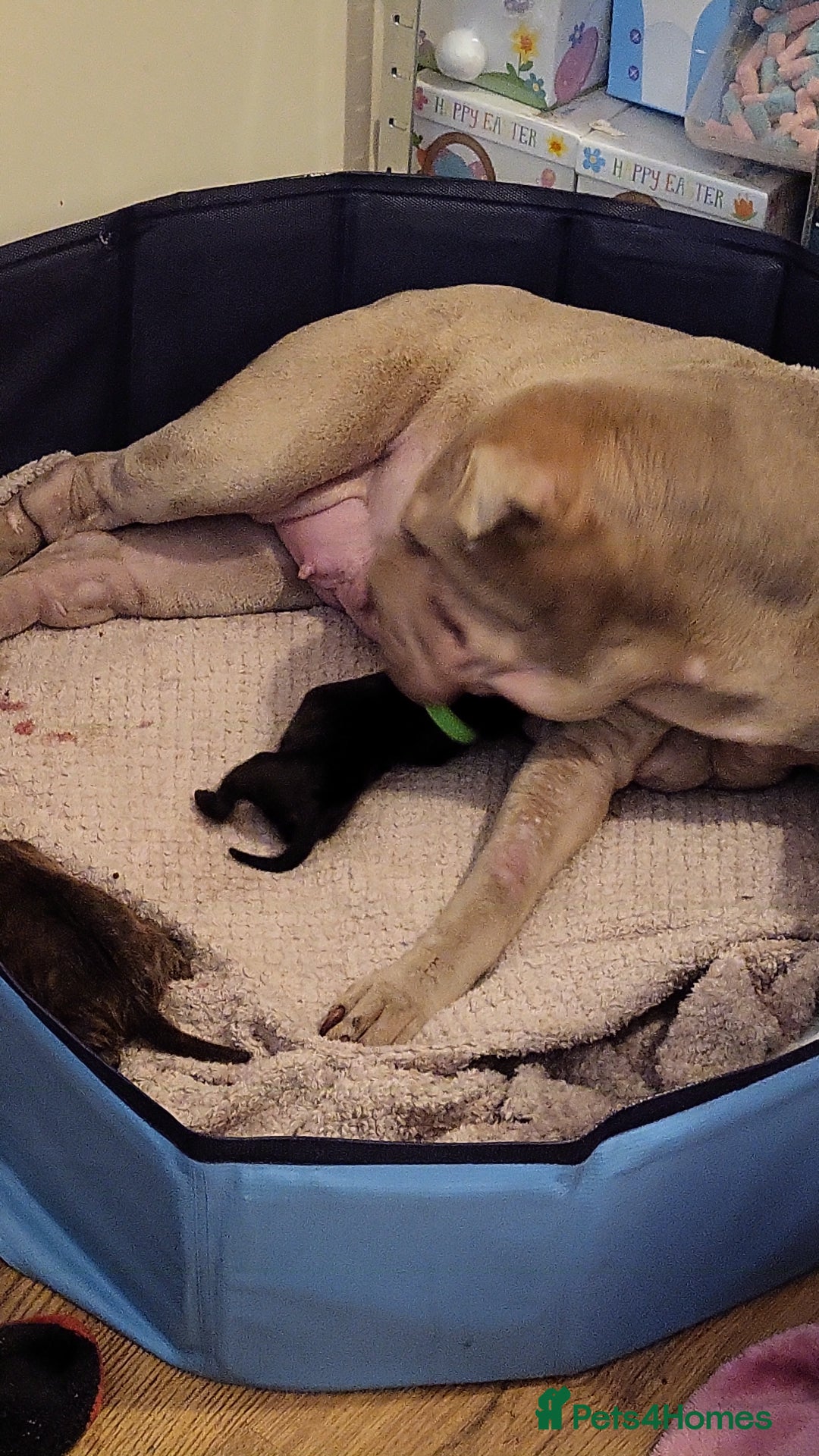 Shar Pei dogs for sale: Shar Pei Puppies For Sale - Advert 1