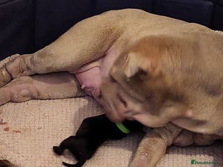 Shar Pei dogs Shar Pei Puppies For Sale - Advert 9