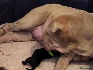 Shar Pei dogs Shar Pei Puppies For Sale - Advert 10