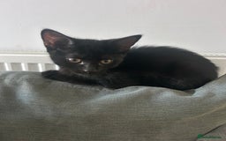 Mixed Breed cats for sale: Male kitten 4 months old  - Advert 2
