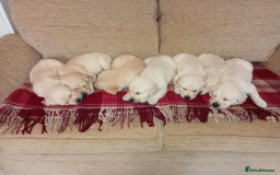 Golden Retriever dogs for sale: Golden Retriever Puppies - Mum & Dad family pets - Image 5