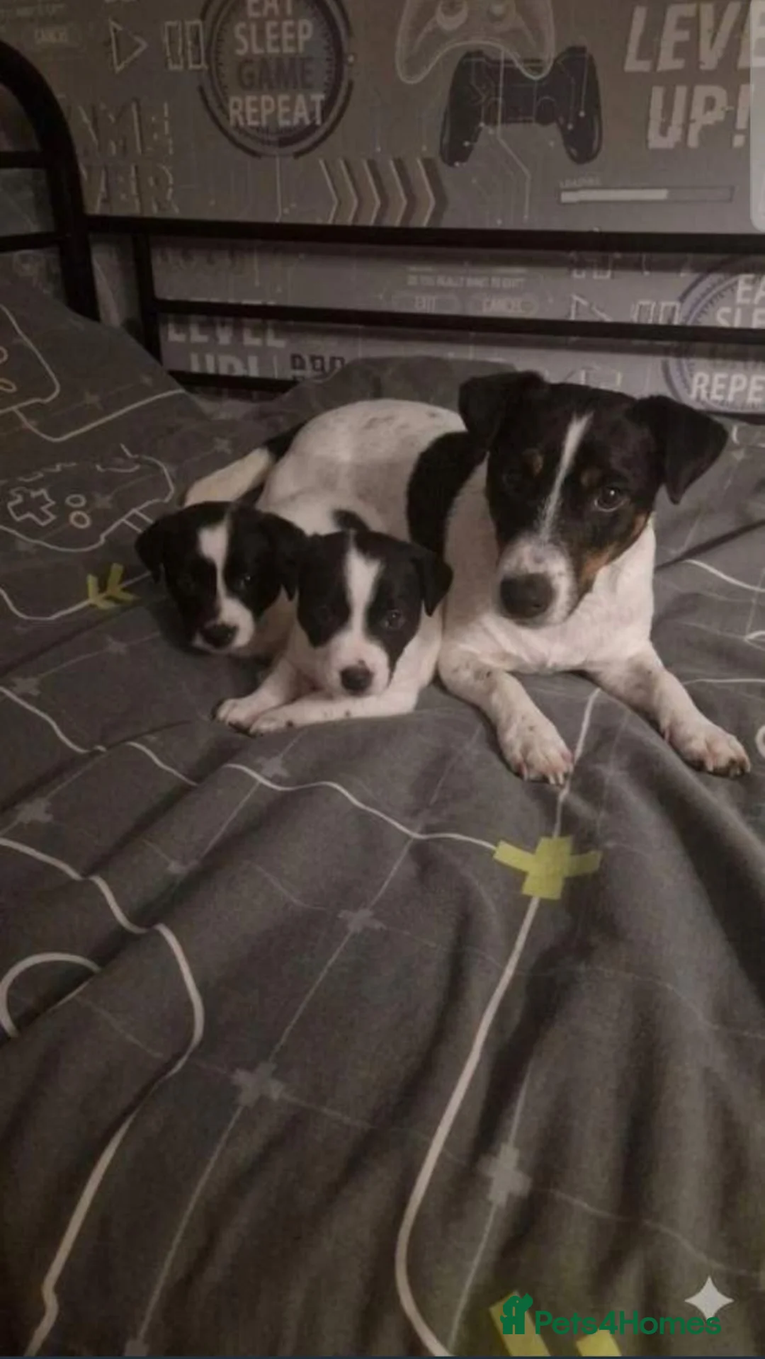 Jack Russell dogs for sale: Jack russel puppy  - Advert 1