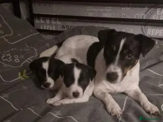 Jack Russell dogs Jack russel puppy - Advert 2