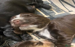 Cocker Spaniel dogs for sale: Stunning KC Reg Cocker Spaniel Pups Choco/Black - Image 22