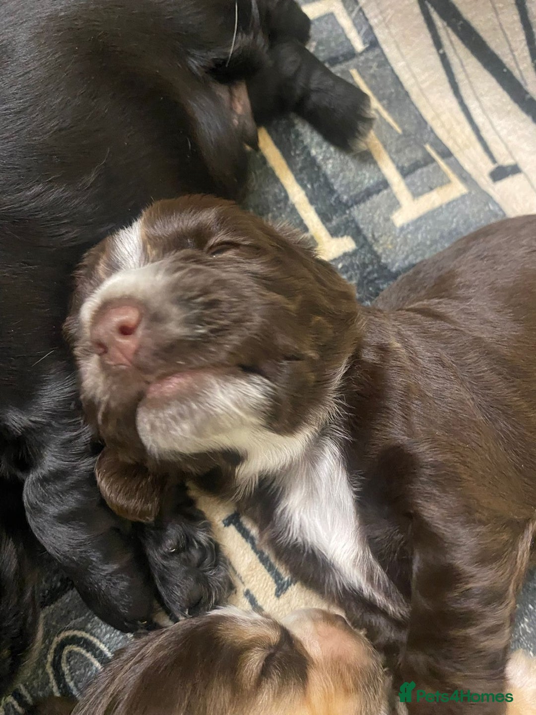 Cocker Spaniel dogs for sale: Stunning KC Reg Cocker Spaniel Pups Choco/Black - Image 22