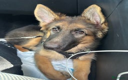 German Shepherd dogs for sale: German Shepherd puppy  - Image 3
