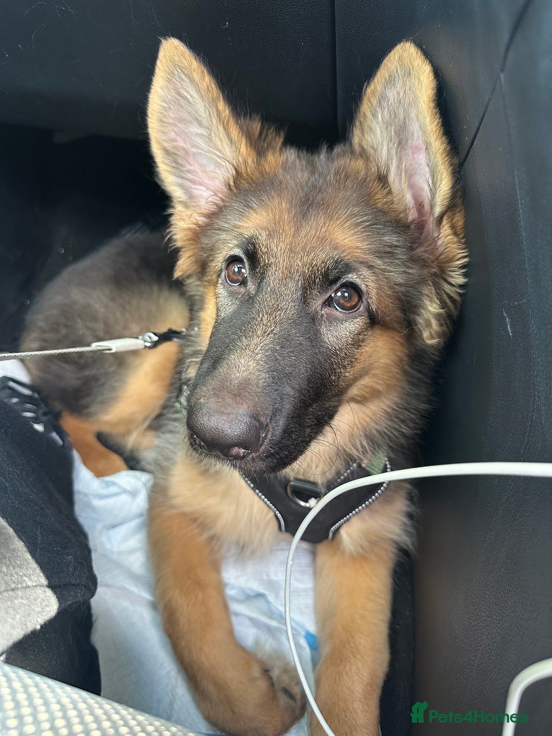 German Shepherd dogs for sale: German Shepherd puppy  - Image 3