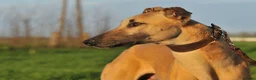 Greyhound dogs for sale: Hungarian Greyhound Pups - Advert 17