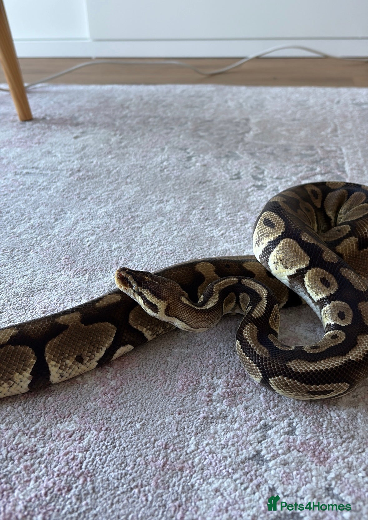 Python Snake reptiles Female Green eyed ball Python with set up - Advert 1