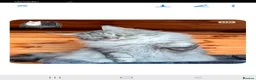 Maine Coon cats for sale: Beautiful GCCF maine coon kittens  - Advert 7