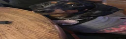 Dachshund dogs for sale: 3 male dachshund puppies   in Bridgend - Advert 2