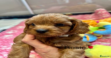 Cavapoo dogs - Advert 2