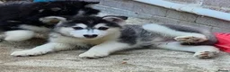 Pomsky dogs for sale: Fully Vaccinated! Ready Now - F3 Pomsky Puppies - Advert 5