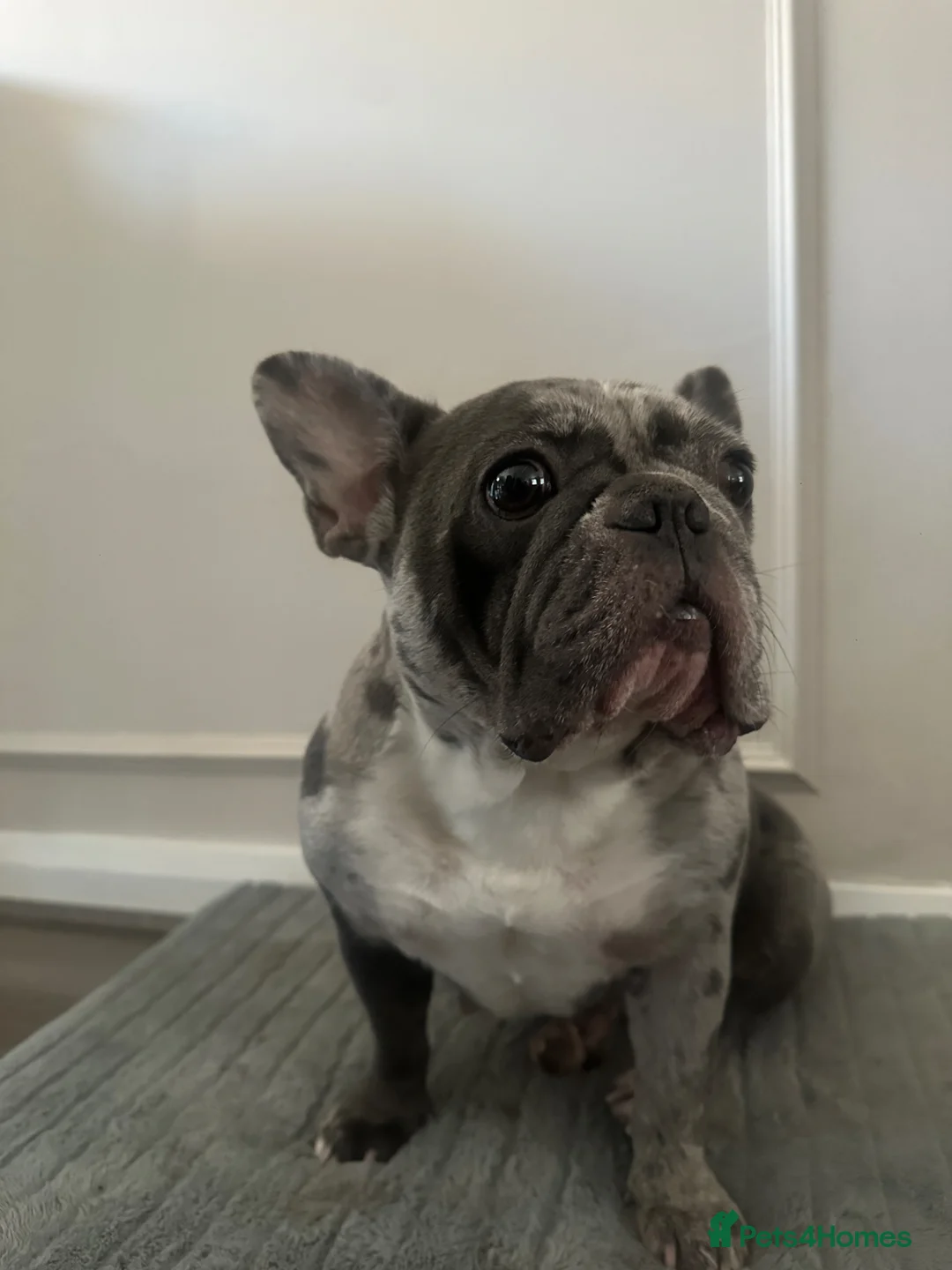 French Bulldog dogs for sale: French bulldog rehome - Advert 1