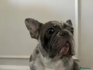 French Bulldog dogs French bulldog rehome - Advert 1