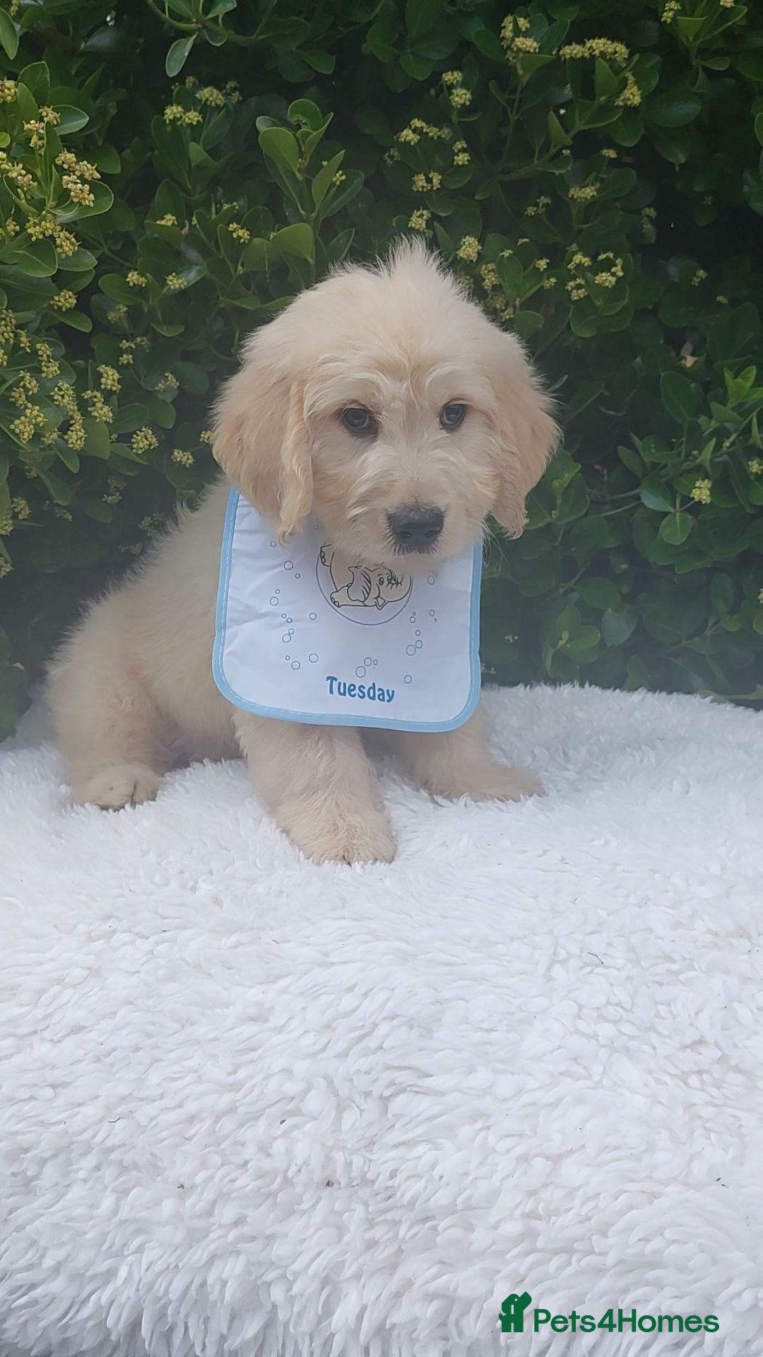Mini Goldendoodle dogs Exceptional F1 Goldendoodle Puppies  - Advert 1