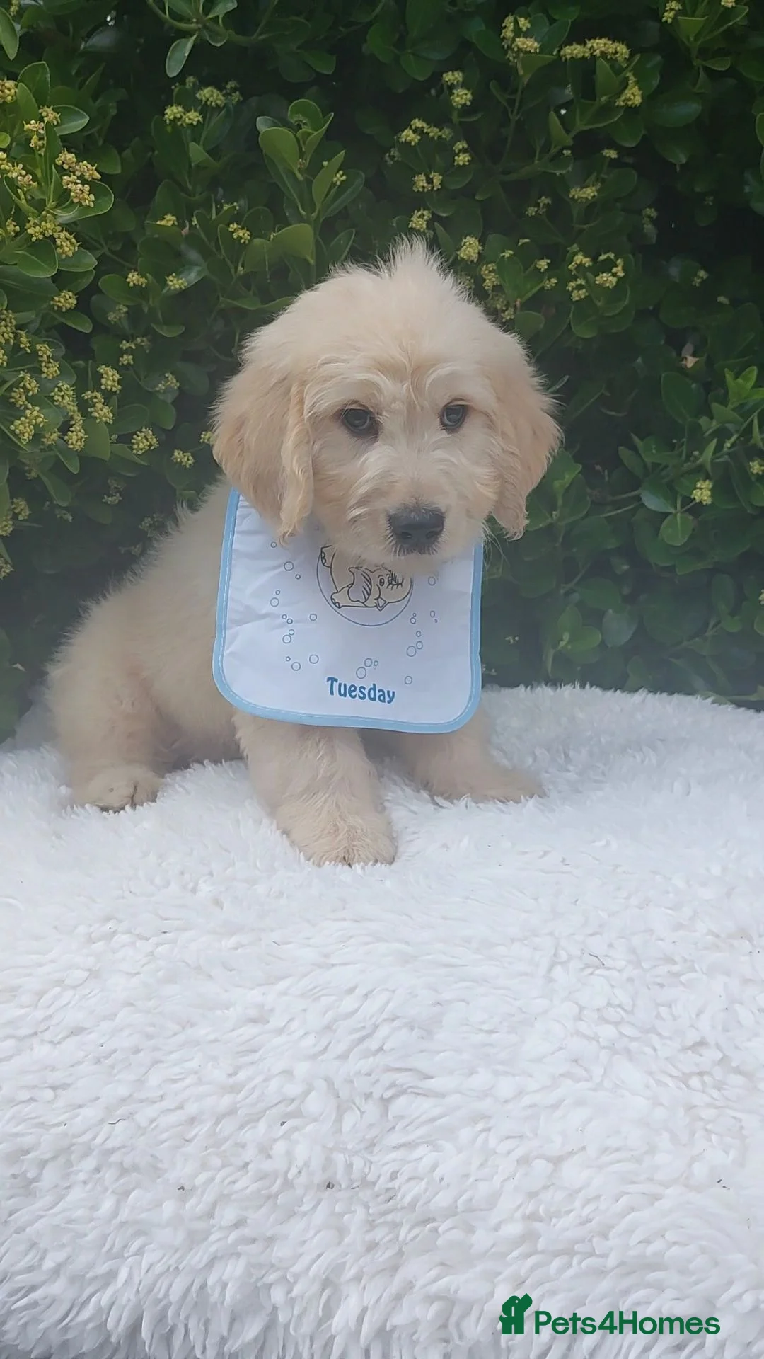 Mini Goldendoodle dogs for sale: Exceptional F1 Goldendoodle Puppies  - Advert 2