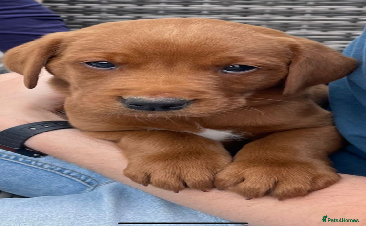 Labrador Retriever dogs - Advert 1