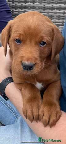 Labrador Retriever dogs - Advert 2